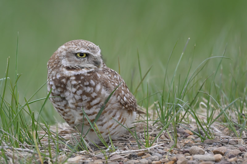 Grassland Owl by Carson Kearns